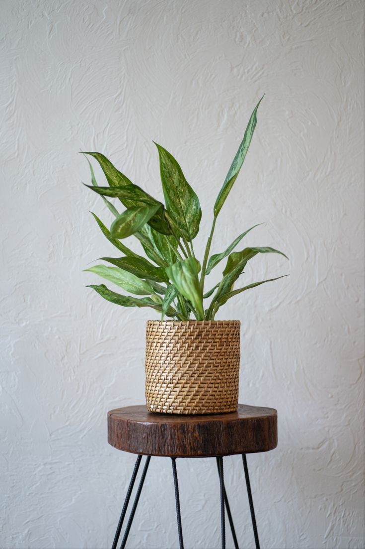 Wicker Cane Planters